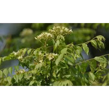  Superb Dry Curry Leaves